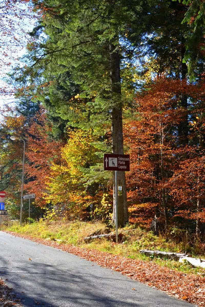 Poiana Brasov Typiskt Landskap Skogarna Transsylvanien Rumänien Grönt Landskap Midsommar — Stockfoto