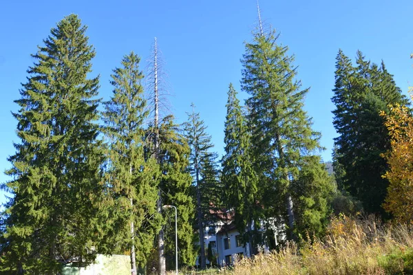 Poiana Brasov Typische Landschaft Den Wäldern Von Transsilvanien Rumänien Grüne — Stockfoto