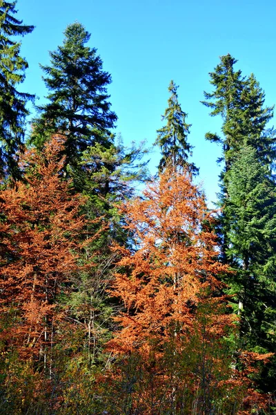 Poiana Brasov Typická Krajina Lesích Transylvánie Rumunsko Zelená Krajina Uprostřed — Stock fotografie