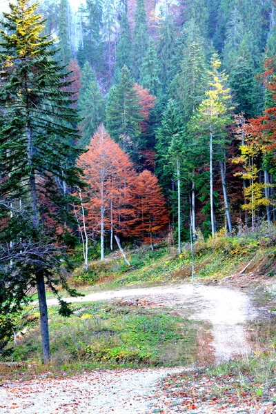 Πουάνα Μπράσοφ Τυπικό Τοπίο Στα Δάση Της Τρανσυλβανίας Ρουμανία Πράσινο — Φωτογραφία Αρχείου