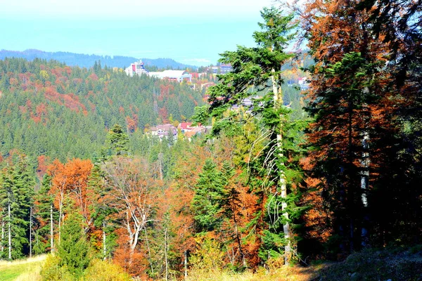 Poiana Brasov Typisch Landschap Bossen Van Transsylvanië Roemenië Groene Landschap — Stockfoto