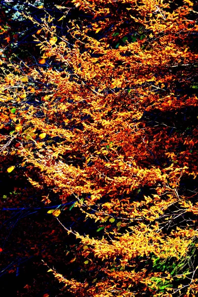 Poiana Brasov 罗马尼亚特兰西瓦尼亚森林的典型景观 仲夏绿意盎然 阳光明媚 — 图库照片