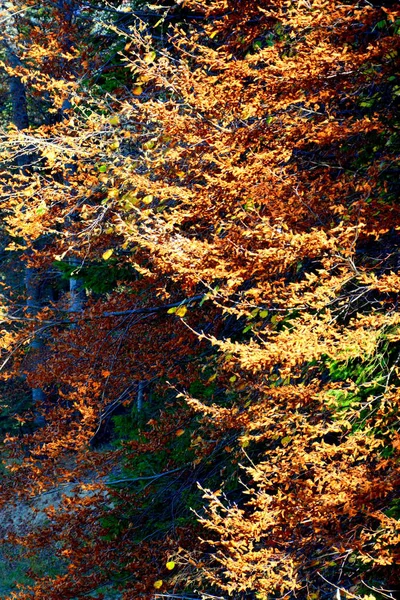 Poiana Brasov Paysage Typique Dans Les Forêts Transylvanie Roumanie Paysage — Photo