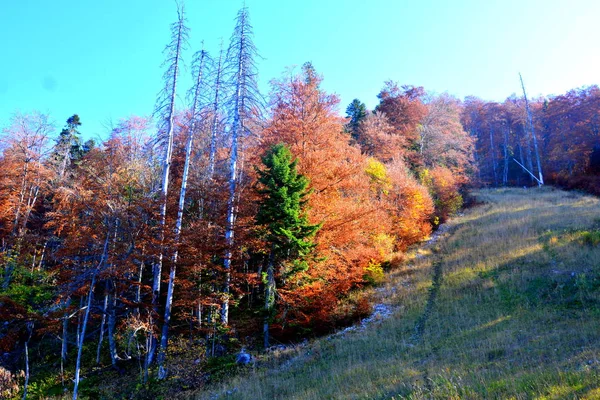 Poiana Brasov Typická Krajina Lesích Transylvánie Rumunsko Zelená Krajina Uprostřed — Stock fotografie