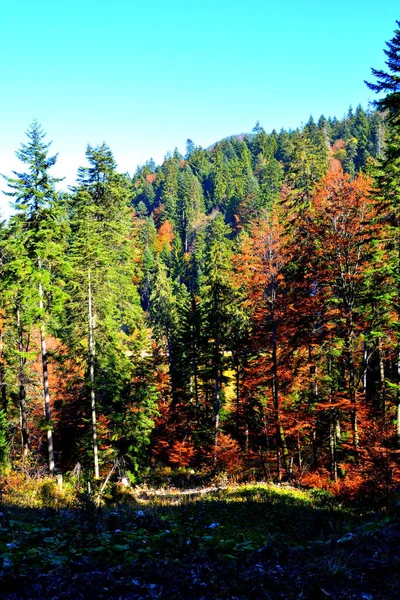 Пояна Брасов Типовий Пейзаж Лісах Трансільванії Румунія Зелений Пейзаж Середині — стокове фото
