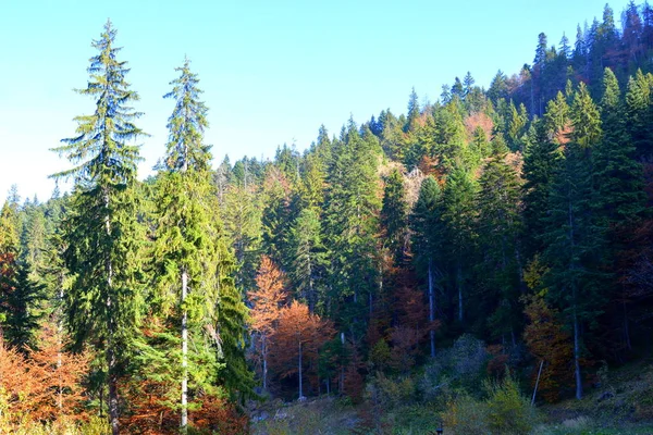 Пояна Брашов Типичный Пейзаж Лесах Трансильвании Румыния Зеленый Пейзаж Середине — стоковое фото