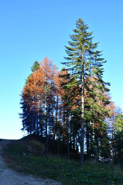 Poiana Brasov Typická Krajina Lesích Transylvánie Rumunsko Zelená Krajina Uprostřed — Stock fotografie