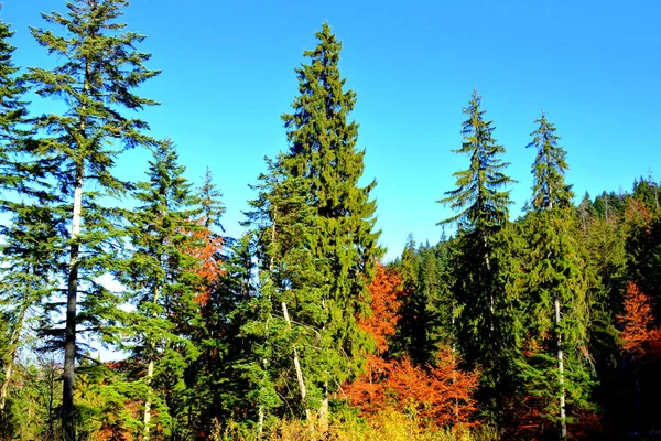 Poiana Brasov. Typical landscape in the forests of Transylvania, Romania. Green landscape in the midsummer, in a sunny day