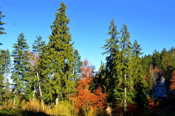 ポアニア ブラゾフルーマニアのトランシルヴァニアの森の中の典型的な風景 真夏の緑の風景 晴れた日に — ストック写真