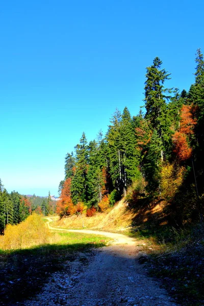 Poiana Brasov Paisagem Típica Nas Florestas Transilvânia Roménia Paisagem Verde — Fotografia de Stock