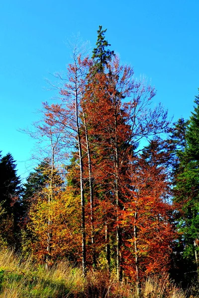 Pojana Brasow Typowy Krajobraz Lasach Siedmiogrodu Rumunia Zielony Krajobraz Środku — Zdjęcie stockowe