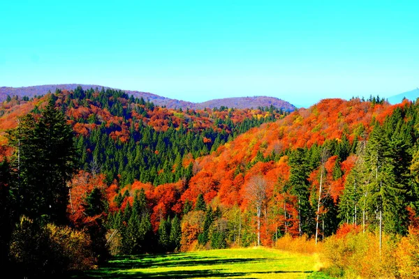 Poiana Brasov Typische Landschaft Den Wäldern Von Transsilvanien Rumänien Grüne — Stockfoto