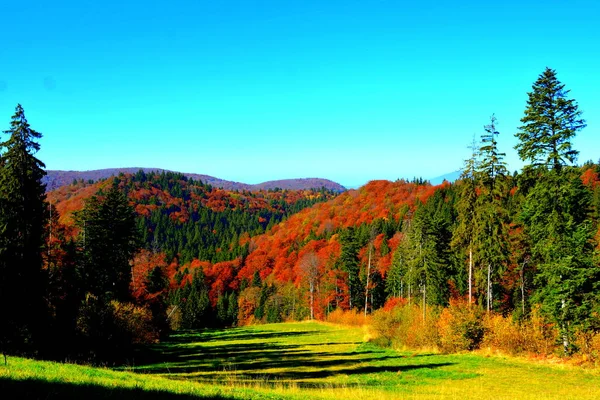 Poiana Brasov Typical Landscape Forests Transylvania Romania Green Landscape Midsummer — Stock Photo, Image