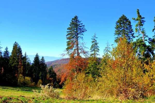 Poiana Brasov. Typical landscape in the forests of Transylvania, Romania. Green landscape in the midsummer, in a sunny day