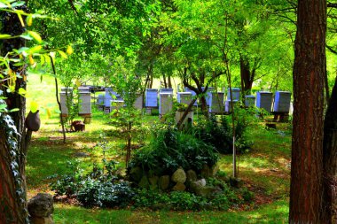 Romanya 'nın Transilvanya kentindeki Sibiu County' nin Sakson köyü Drausenit 'teki tipik kırsal alan ve köylü evleri.