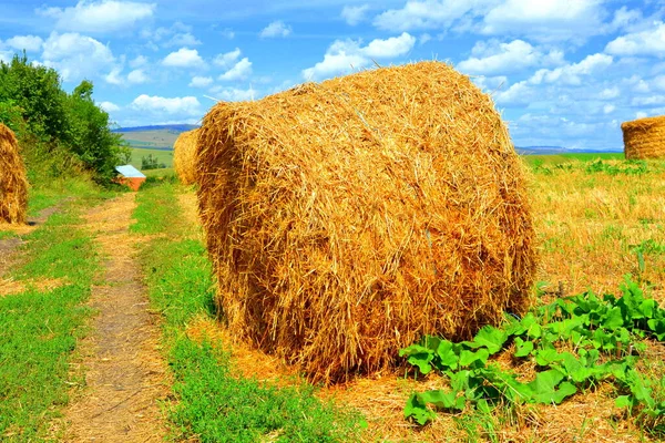 Typische Landelijke Landschap Boerenhuizen Beia Transsylvanië Roemenië Nederzetting Werd Het — Stockfoto