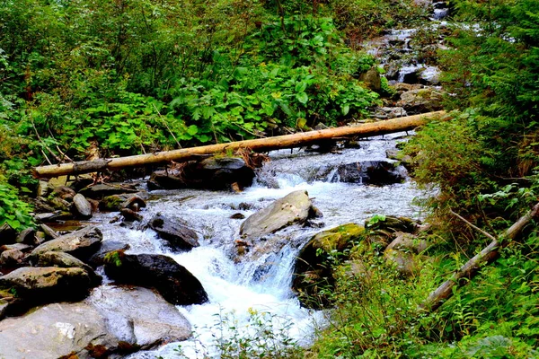 Río Fereastra Sambetei Fagaras Cárpatos Montaña Paisaje Típico Los Bosques —  Fotos de Stock