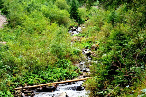 Fereastra Sambetei Fagaras Carpathian山の川 ルーマニアのトランシルヴァニアの森の中の典型的な風景 真夏の緑の風景 晴れた日に — ストック写真