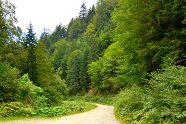 Fereastra Sambetei 'deki nehir, Fagaras, Carpathian Dağı. Romanya 'nın Transilvanya ormanlarındaki tipik manzara. Yazın ortasında, güneşli bir günde yeşil bir manzara.