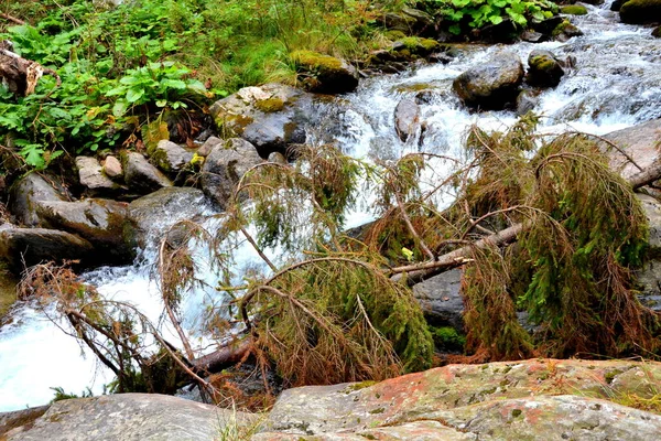 Río Fereastra Sambetei Fagaras Cárpatos Montaña Paisaje Típico Los Bosques — Foto de Stock