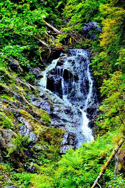 Rio Fereastra Sambetei Fagaras Montanha Cárpatos Paisagem Típica Nas Florestas — Fotografia de Stock