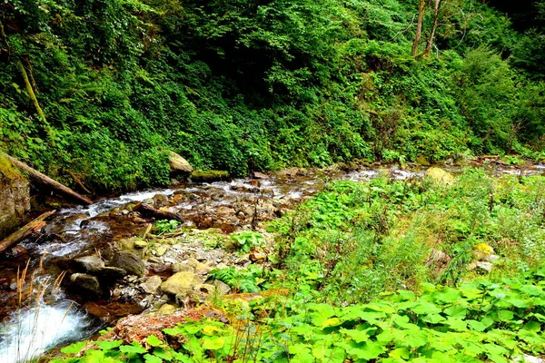 Fiume Fereastra Sambetei Fagaras Montagna Carpazia Paesaggio Tipico Nelle Foreste — Foto Stock