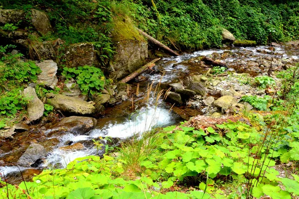 Fluss Fereastra Sambetei Fagaras Karpaten Typische Landschaft Den Wäldern Siebenbürgens — Stockfoto