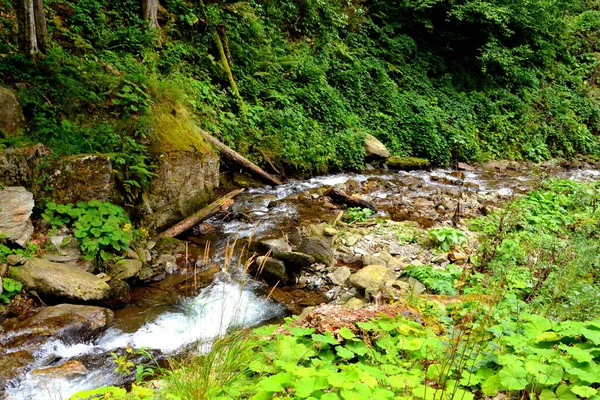 Fluss Fereastra Sambetei Fagaras Karpaten Typische Landschaft Den Wäldern Siebenbürgens — Stockfoto
