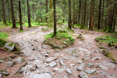 Fereastra Sambetei, Fagaras, Carpathian Dağları 'nda. Romanya 'nın Transilvanya ormanlarındaki tipik manzara. Yazın ortasında, güneşli bir günde yeşil bir manzara.