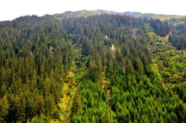 Fereastra Sambetei, Fagaras, Carpathian Dağları 'nda. Romanya 'nın Transilvanya ormanlarındaki tipik manzara. Yazın ortasında, güneşli bir günde yeşil bir manzara.