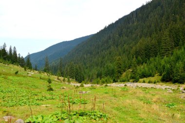 Fereastra Sambatei, Fagaras, Carpathian Dağları 'nda. Romanya 'nın Transilvanya ormanlarındaki tipik manzara. Yazın ortasında, güneşli bir günde yeşil bir manzara.