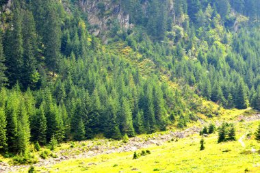 Fereastra Sambatei, Fagaras, Carpathian Dağları 'nda. Romanya 'nın Transilvanya ormanlarındaki tipik manzara. Yazın ortasında, güneşli bir günde yeşil bir manzara.