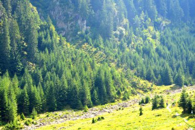 Fereastra Sambatei, Fagaras, Carpathian Dağları 'nda. Romanya 'nın Transilvanya ormanlarındaki tipik manzara. Yazın ortasında, güneşli bir günde yeşil bir manzara.