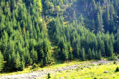 Fereastra Sambatei, Fagaras, Carpathian Dağları 'nda. Romanya 'nın Transilvanya ormanlarındaki tipik manzara. Yazın ortasında, güneşli bir günde yeşil bir manzara.