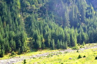 Fereastra Sambatei, Fagaras, Carpathian Dağları 'nda. Romanya 'nın Transilvanya ormanlarındaki tipik manzara. Yazın ortasında, güneşli bir günde yeşil bir manzara.