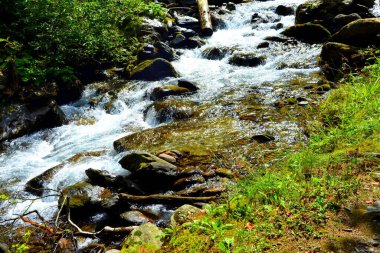 Fagaras 'taki nehir, Fereastra Sambetei. Romanya 'nın Transilvanya ormanlarındaki tipik manzara. Yazın ortasında, güneşli bir günde yeşil bir manzara.