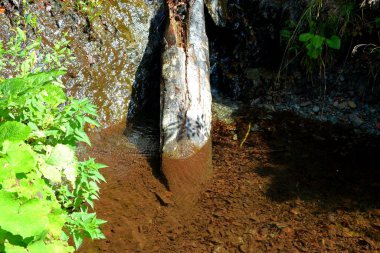 Romanya 'nın Transilvanya kentindeki ormanlardaki Karpatya Mouantains, Fagaras nehirleri. Yazın ortasında, güneşli bir günde yeşil bir manzara.