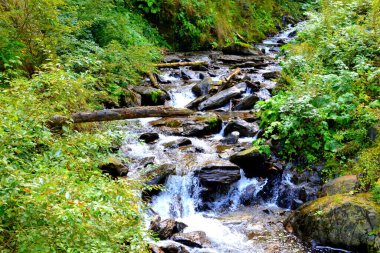 Romanya 'nın Transilvanya kentindeki ormanlardaki Karpatya Mouantains, Fagaras nehirleri. Yazın ortasında, güneşli bir günde yeşil bir manzara.