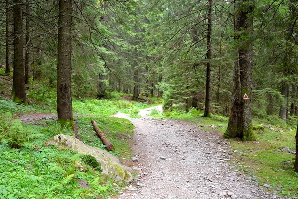 Fereastra Sambetei Fagaras Karpaten Typische Landschaft Den Wäldern Siebenbürgens Rumänien — Stockfoto