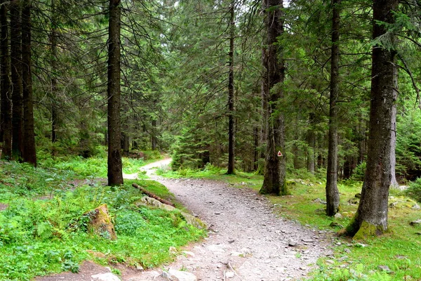 Fereastra Sambetei Fagaras Dans Les Carpates Paysage Typique Dans Les — Photo