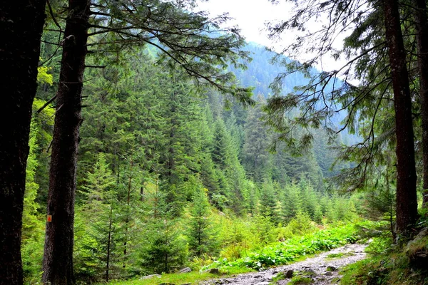 Fereastra Sambetei Фагарасе Карпаты Типичный Пейзаж Лесах Трансильвании Румыния Зеленый — стоковое фото