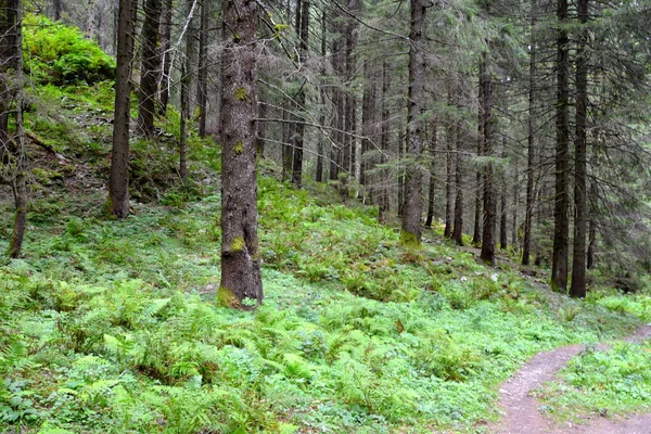 Fereastra Sambetei Fagaras Carpathian Dağları Nda Romanya Nın Transilvanya Ormanlarındaki — Stok fotoğraf