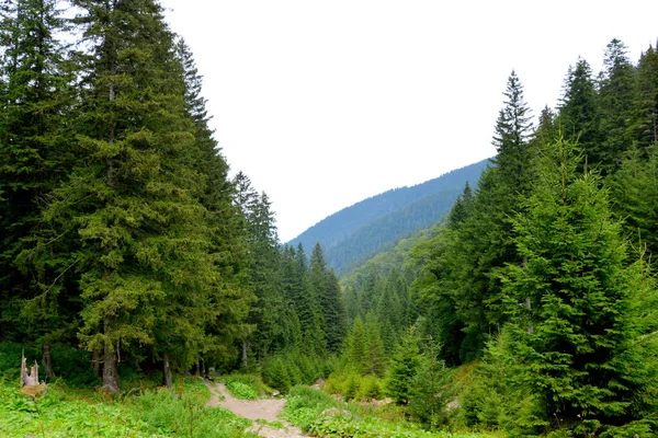 Fereastra Sambetei Fagaras Carpathian Dağları Nda Romanya Nın Transilvanya Ormanlarındaki — Stok fotoğraf