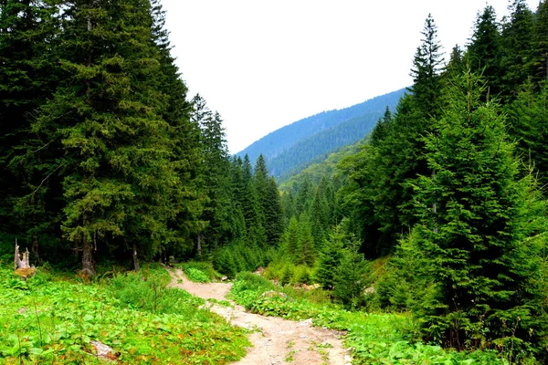 Fereastra Sambetei Fagaras Carpathian Dağları Nda Romanya Nın Transilvanya Ormanlarındaki — Stok fotoğraf