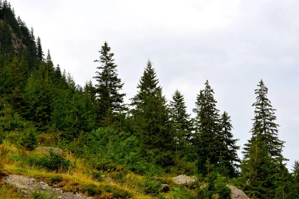 Fereastra Sambatei Fagaras Montañas Cárpatas Paisaje Típico Los Bosques Transilvania —  Fotos de Stock