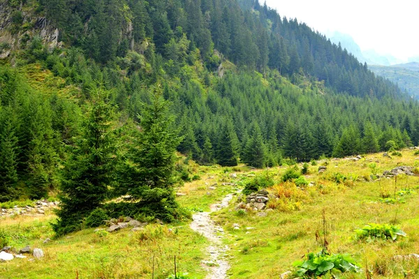 Fereastra Sambatei Fagaras Карпатські Гори Типовий Пейзаж Лісах Трансільванії Румунія — стокове фото