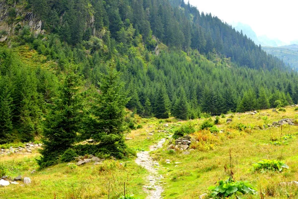 Fereastra Sambatei Fagaras Montañas Cárpatas Paisaje Típico Los Bosques Transilvania — Foto de Stock