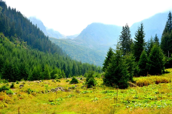 Fereastra Sambatei, Fagaras, Carpathian Dağları 'nda. Romanya 'nın Transilvanya ormanlarındaki tipik manzara. Yazın ortasında, güneşli bir günde yeşil bir manzara.