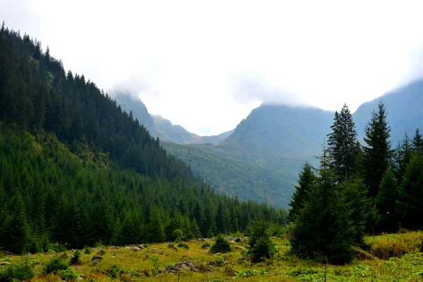 Fagaras Fereastra Sambatei Carpadiian Mountains 루마니아의 트란실바니아 삼림의 전형적 여름날 — 스톡 사진