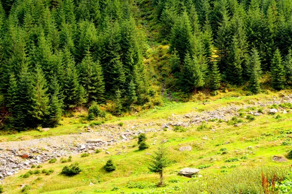 Fereastra Sambatei, Fagaras, Carpathian Dağları 'nda. Romanya 'nın Transilvanya ormanlarındaki tipik manzara. Yazın ortasında, güneşli bir günde yeşil bir manzara.